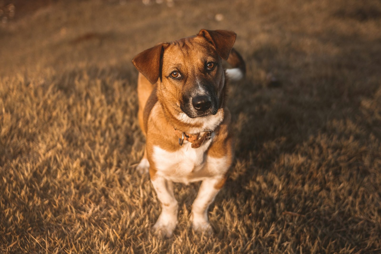 tan dog standing on grass