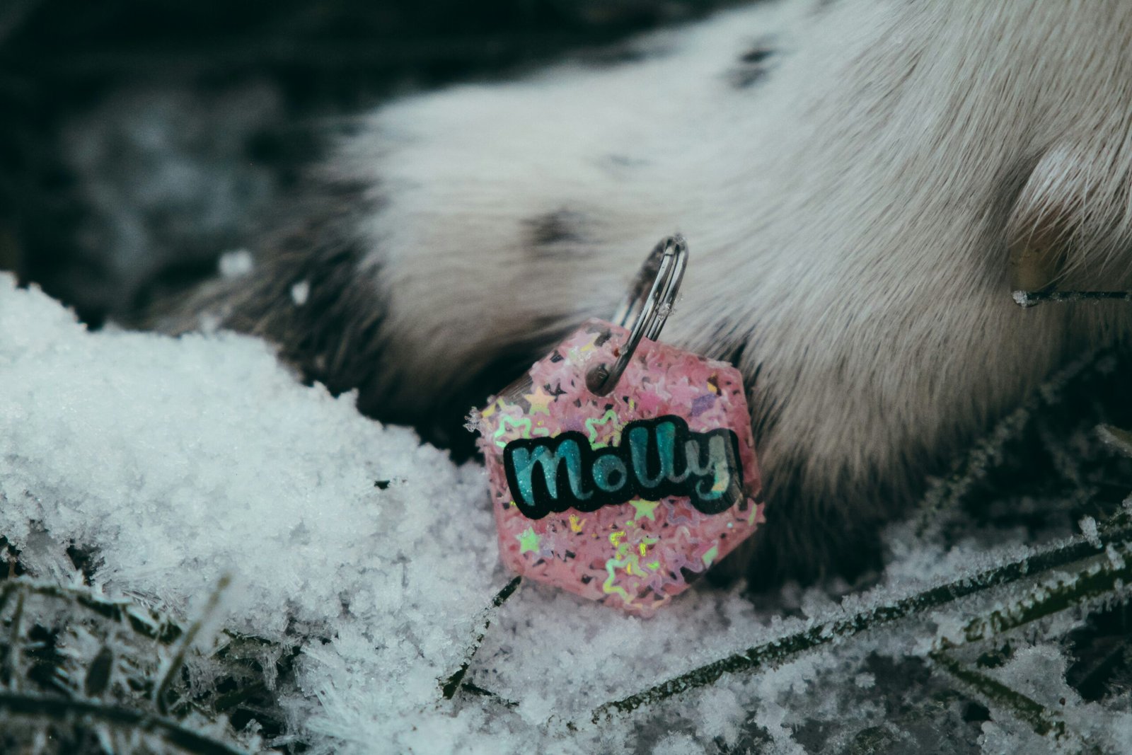 a close up of a dog's paw in the snow